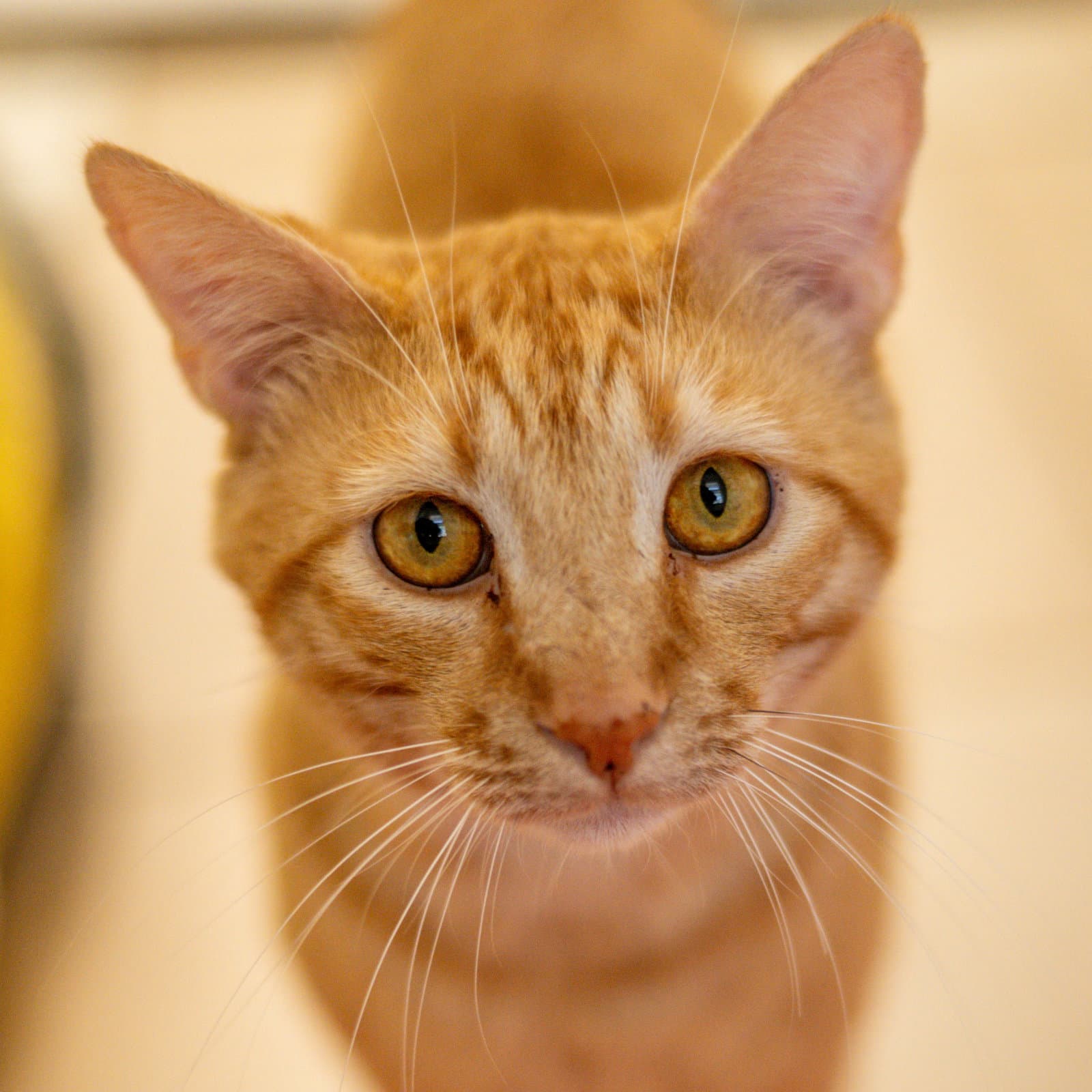 Felix - Domestic Short Hair