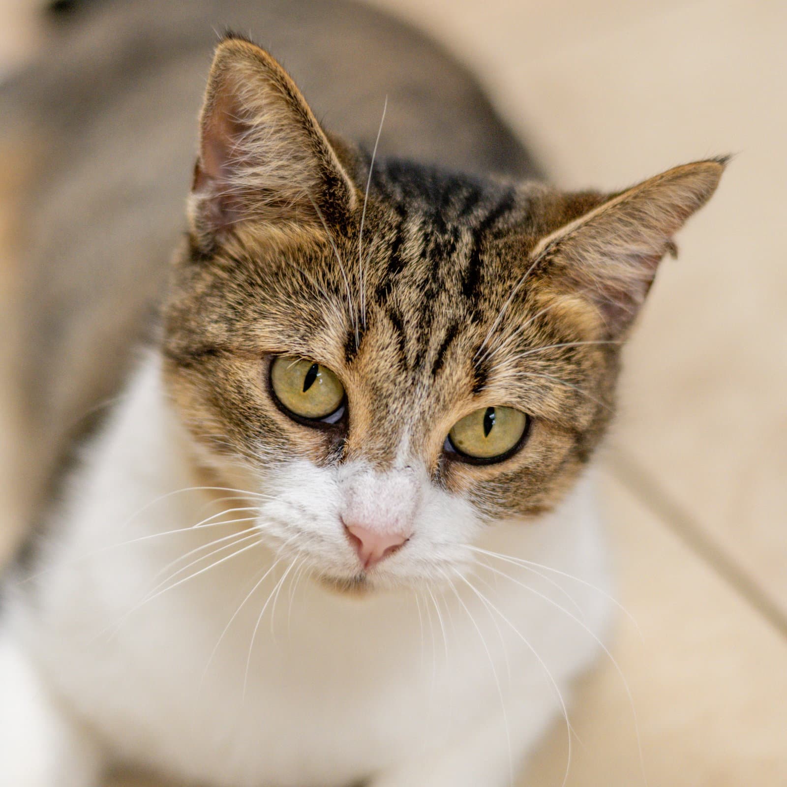 Gerry - Domestic Short Hair
