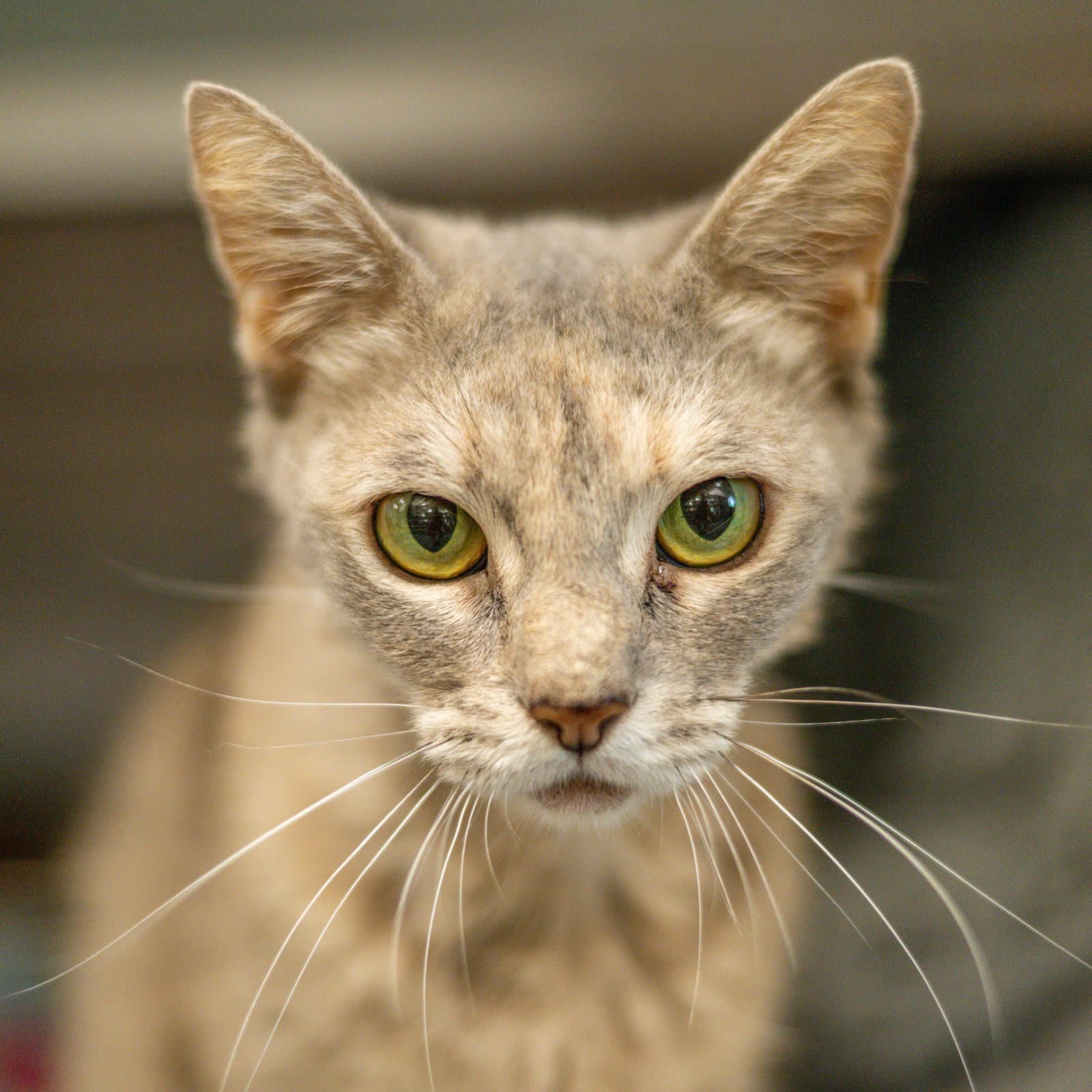 Audrey Hepburn - Domestic Short Hair