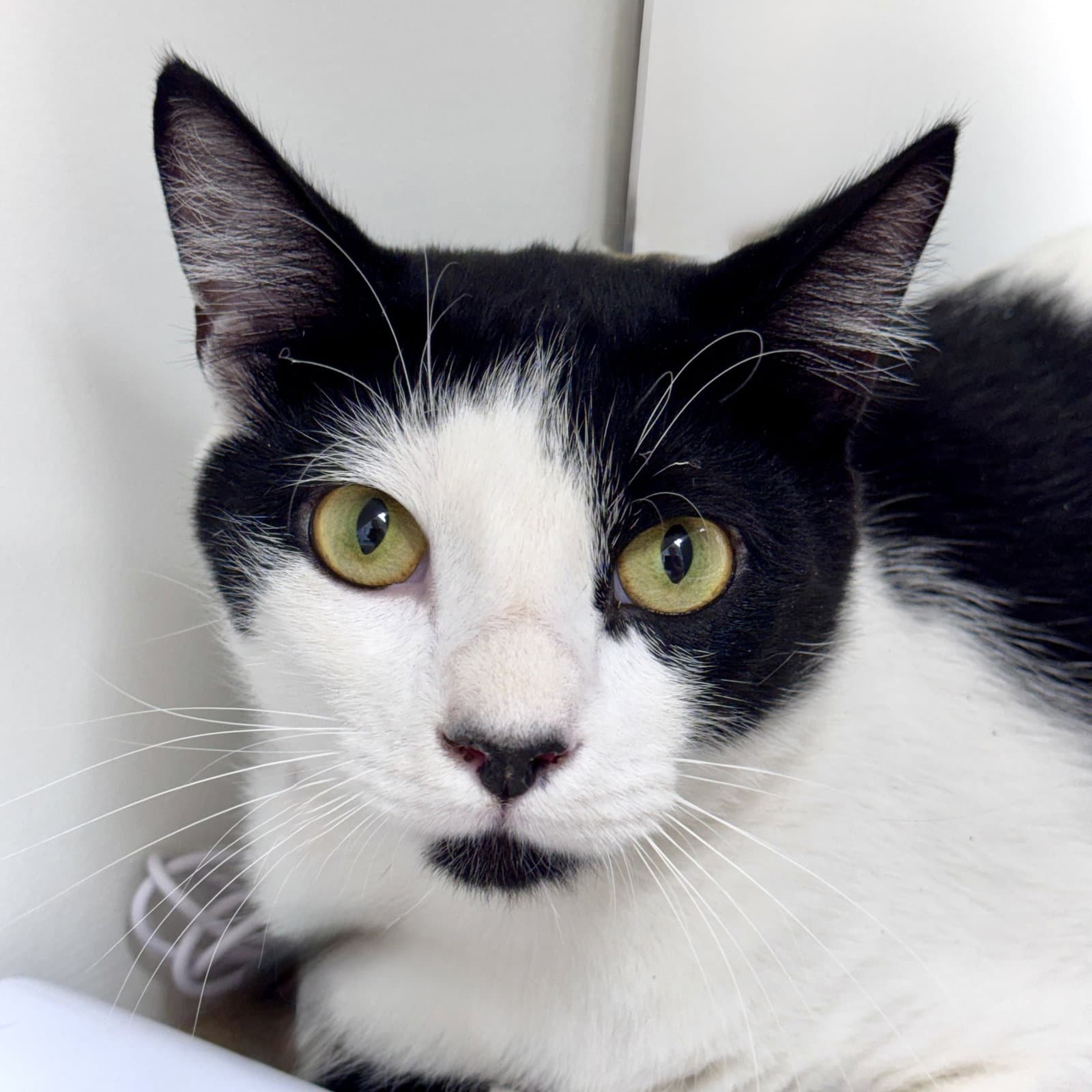 Shopee - Domestic Short Hair