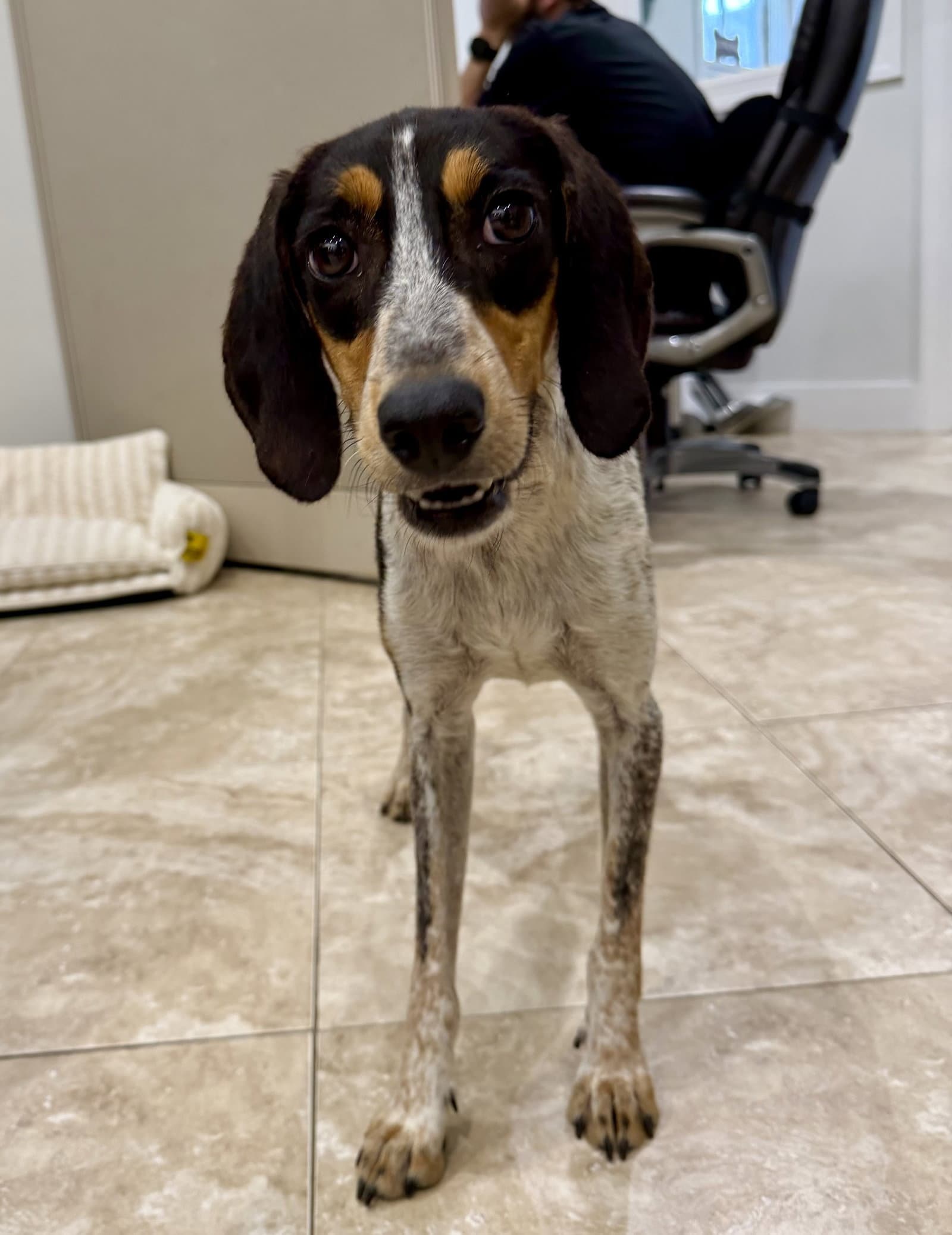 Poppy - Bluetick Coonhound