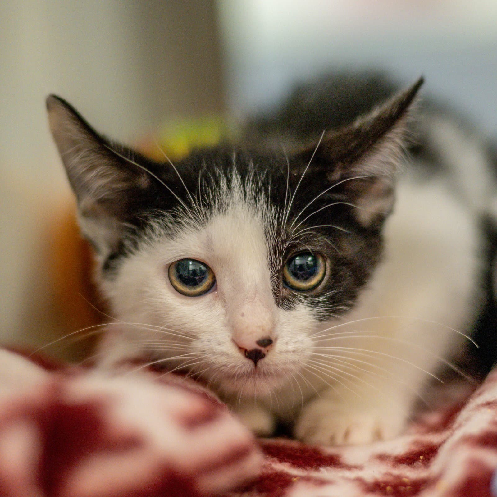 Honda - Domestic Short Hair