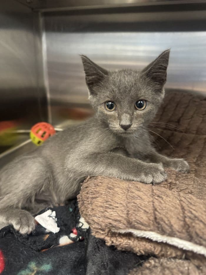 Dataw - Domestic Short Hair