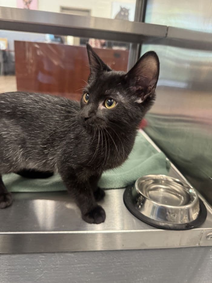 Joseph - Domestic Short Hair