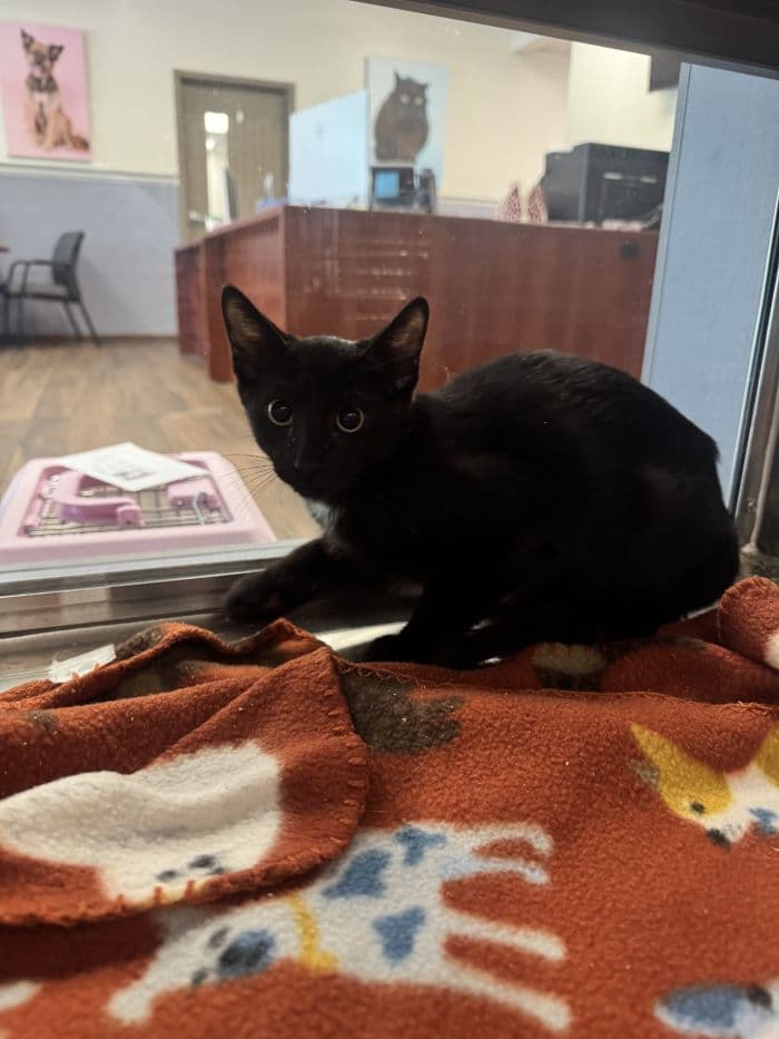 Swiss Roll - Domestic Short Hair