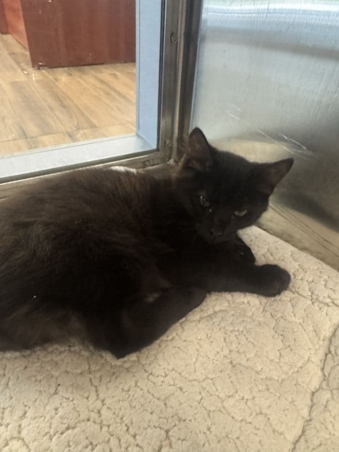Oreo - Domestic Medium Hair