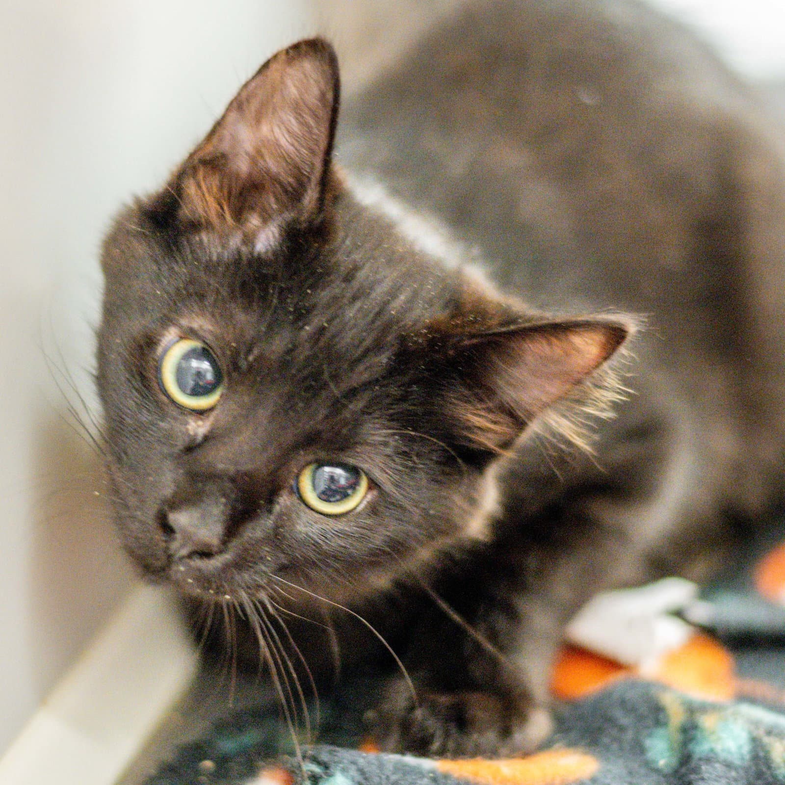 Oreo - Domestic Medium Hair