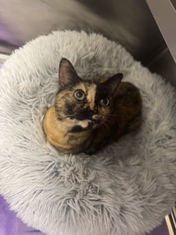 Penelope image 1