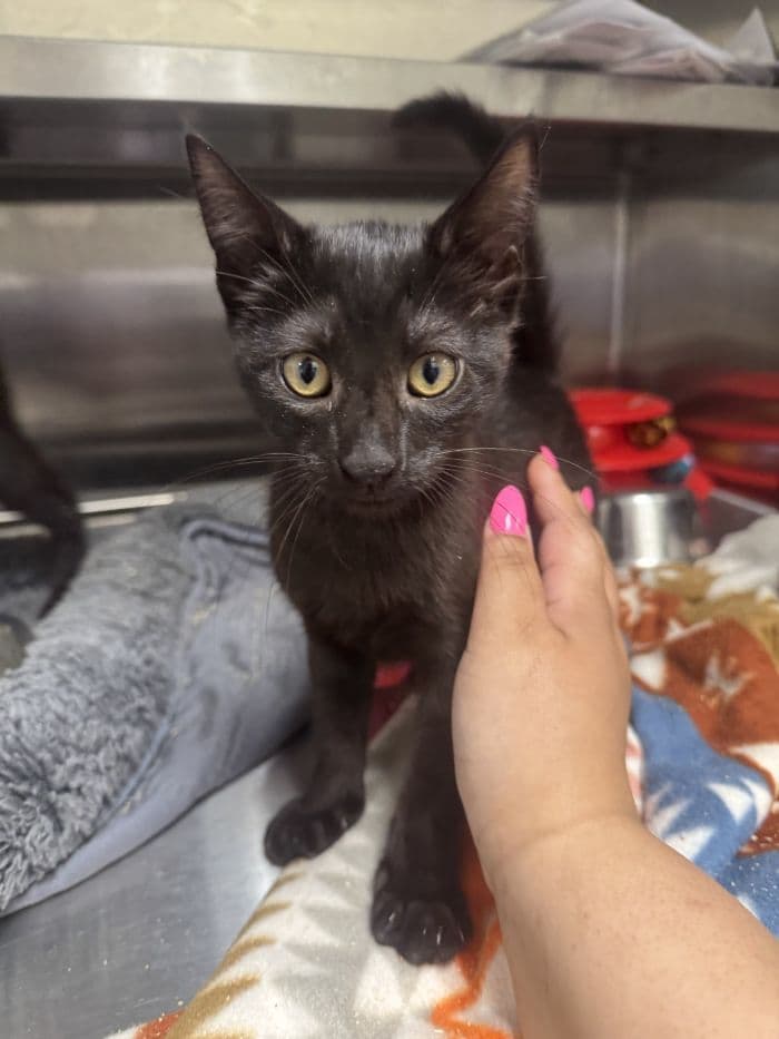 Bran - Domestic Short Hair