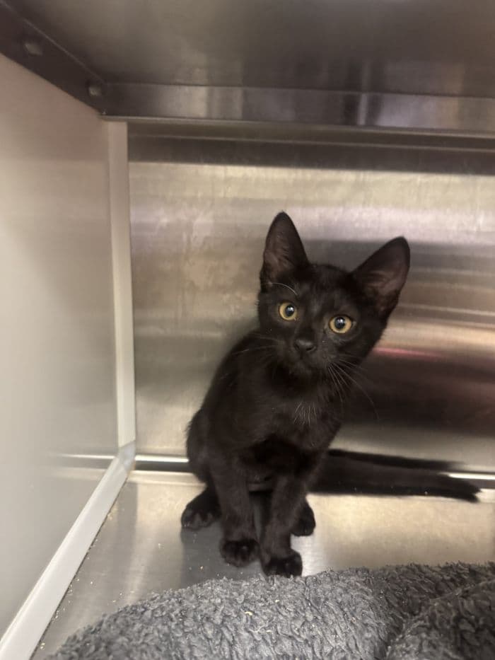Arya - Domestic Short Hair
