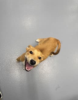 Hey Jude image 1