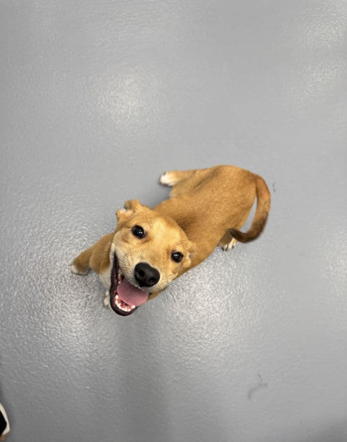 Hey Jude - Carolina Dog