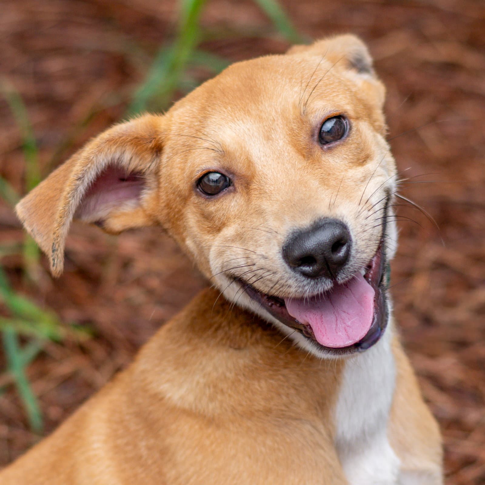 Hey Jude - Carolina Dog