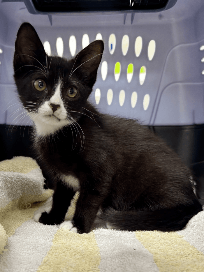 Lionel - Domestic Short Hair