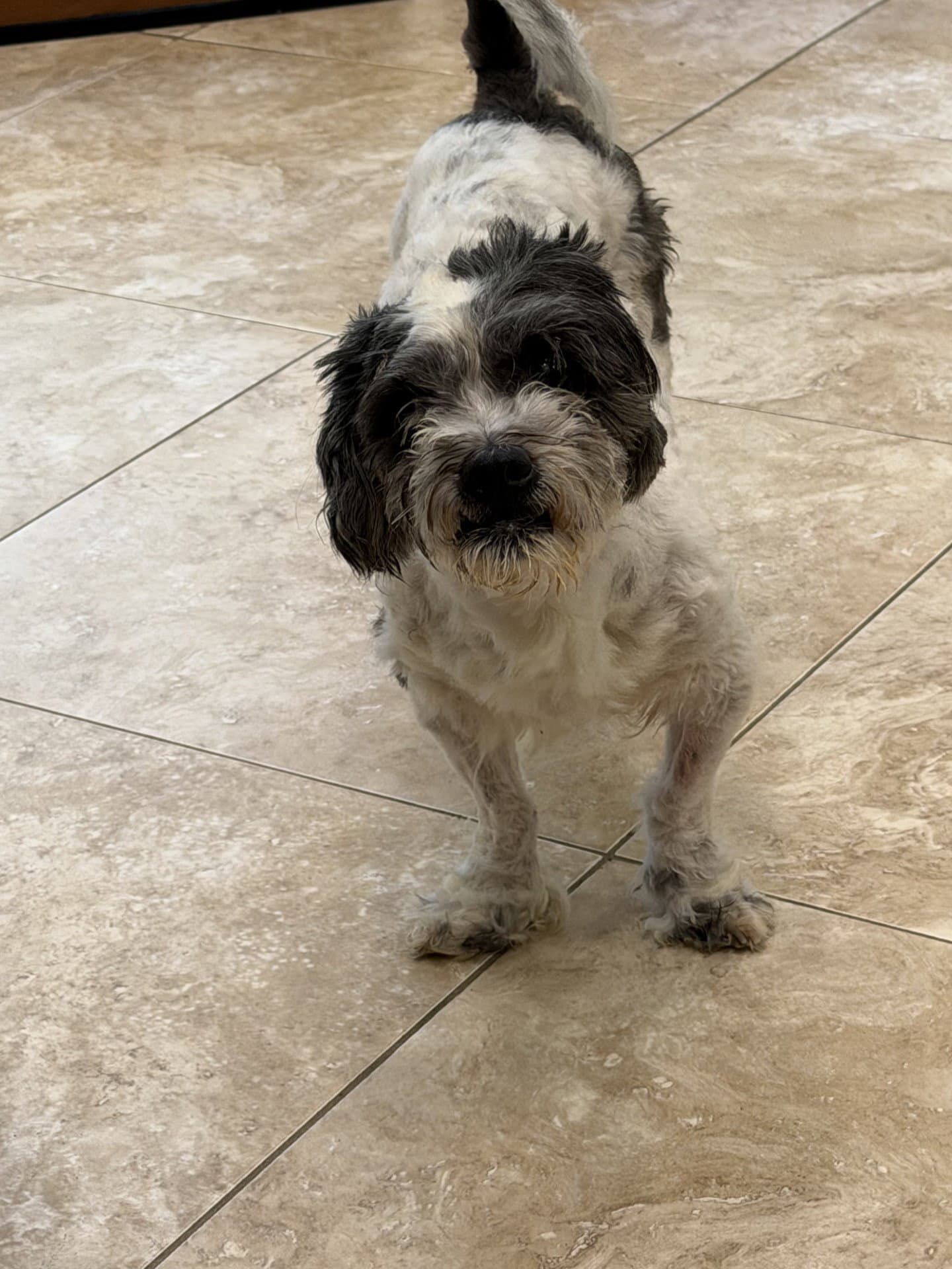 Whiskey - Shih Tzu