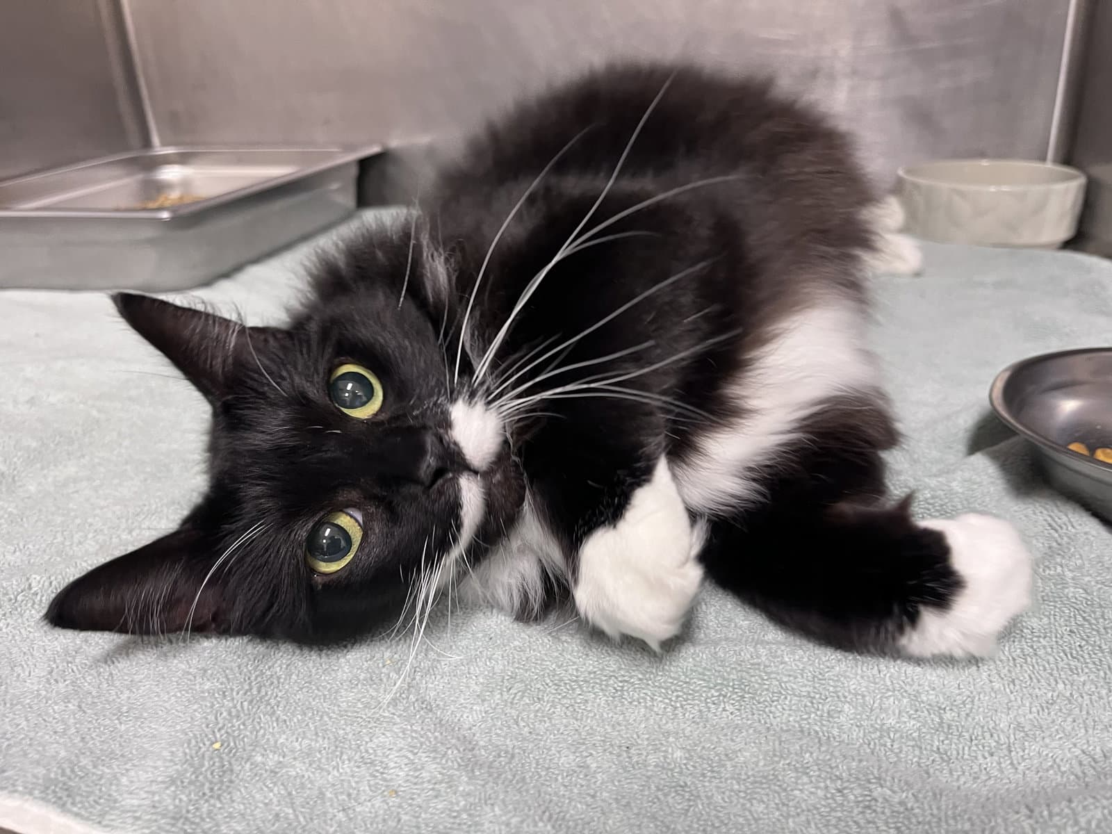Tony - Domestic Medium Hair
