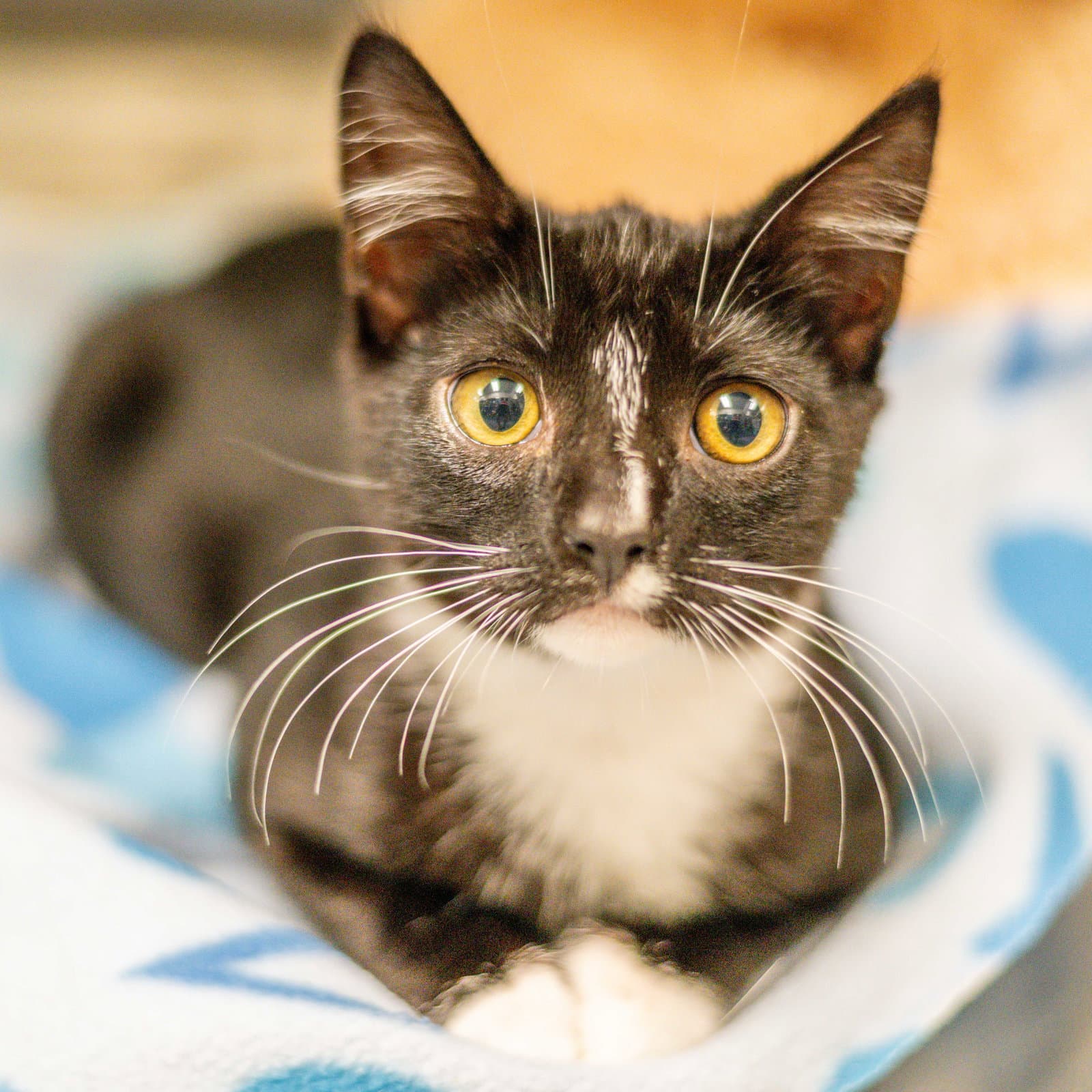 Rico - Domestic Short Hair