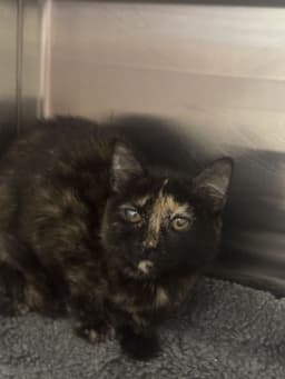Little Miss image 1