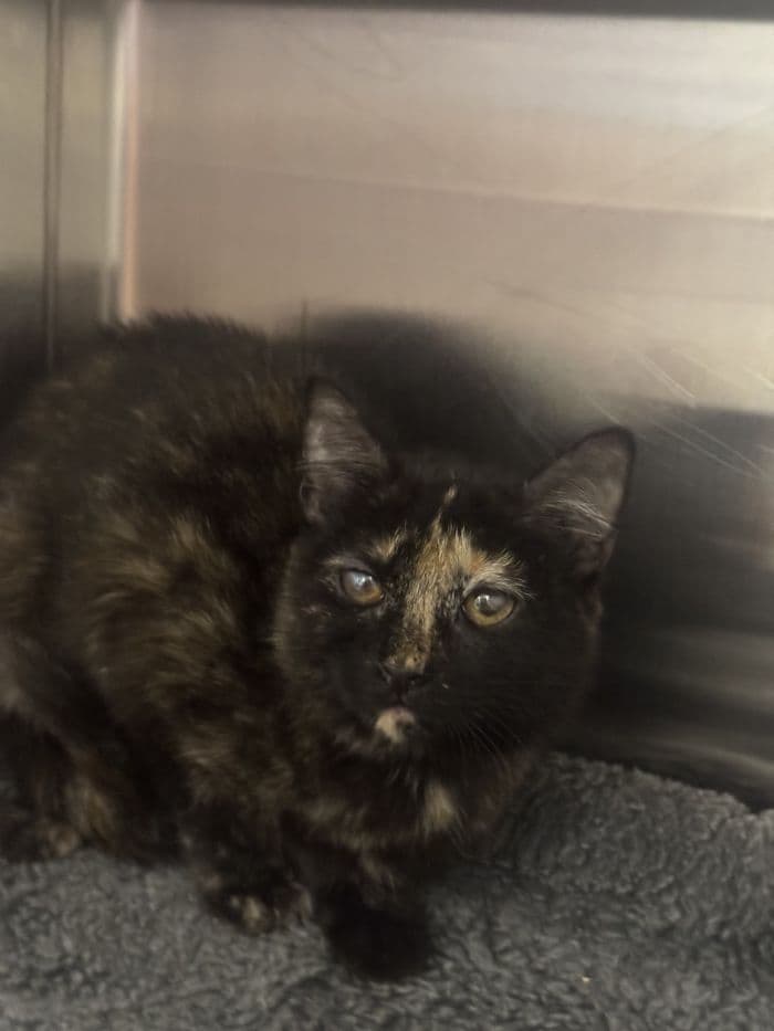Little Miss - Domestic Short Hair
