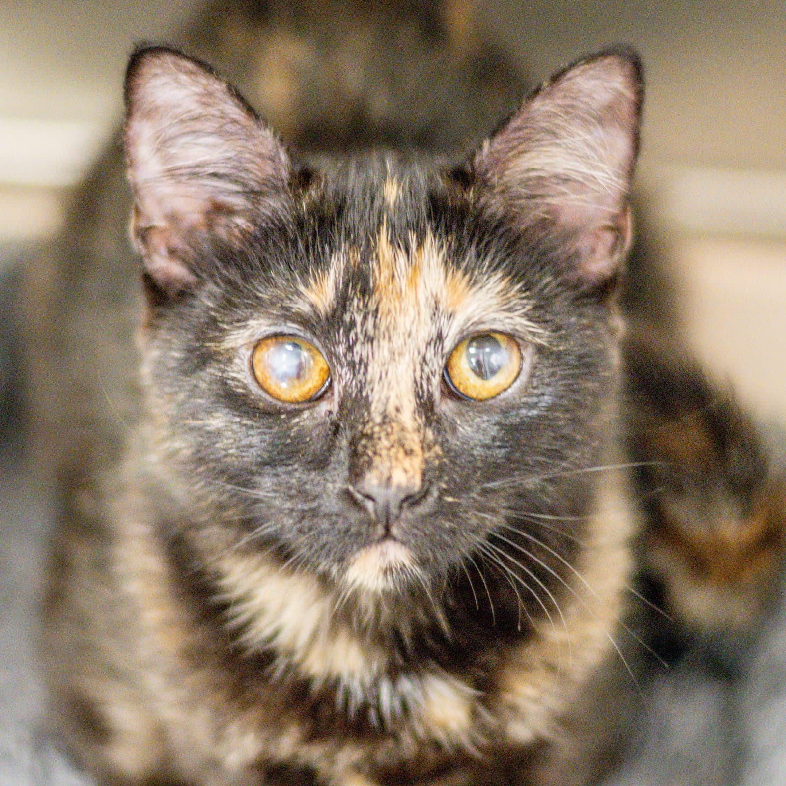 Little Miss - Domestic Short Hair