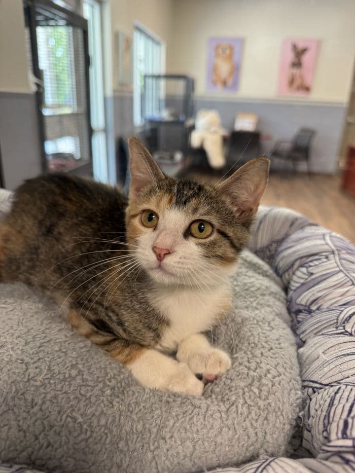 Sally Jessy - Domestic Short Hair
