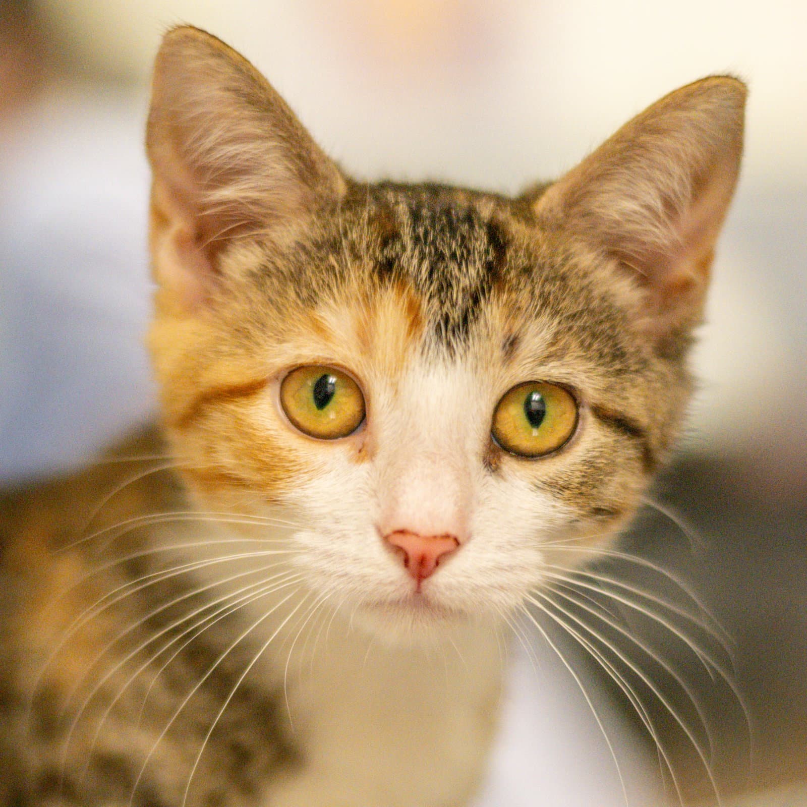 Sally Jessy - Domestic Short Hair
