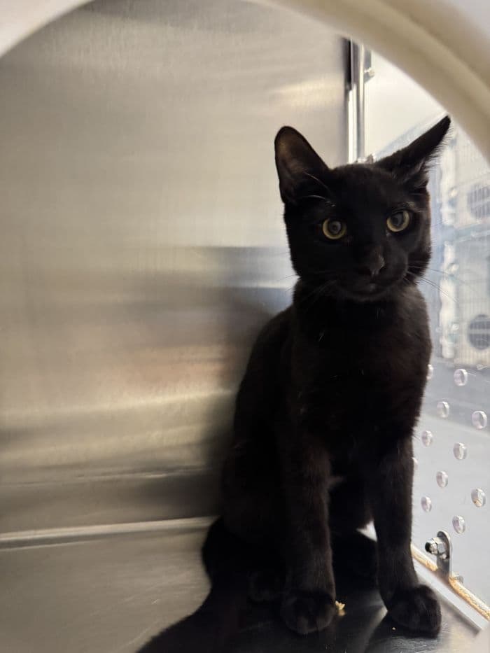 Maurice - Domestic Short Hair