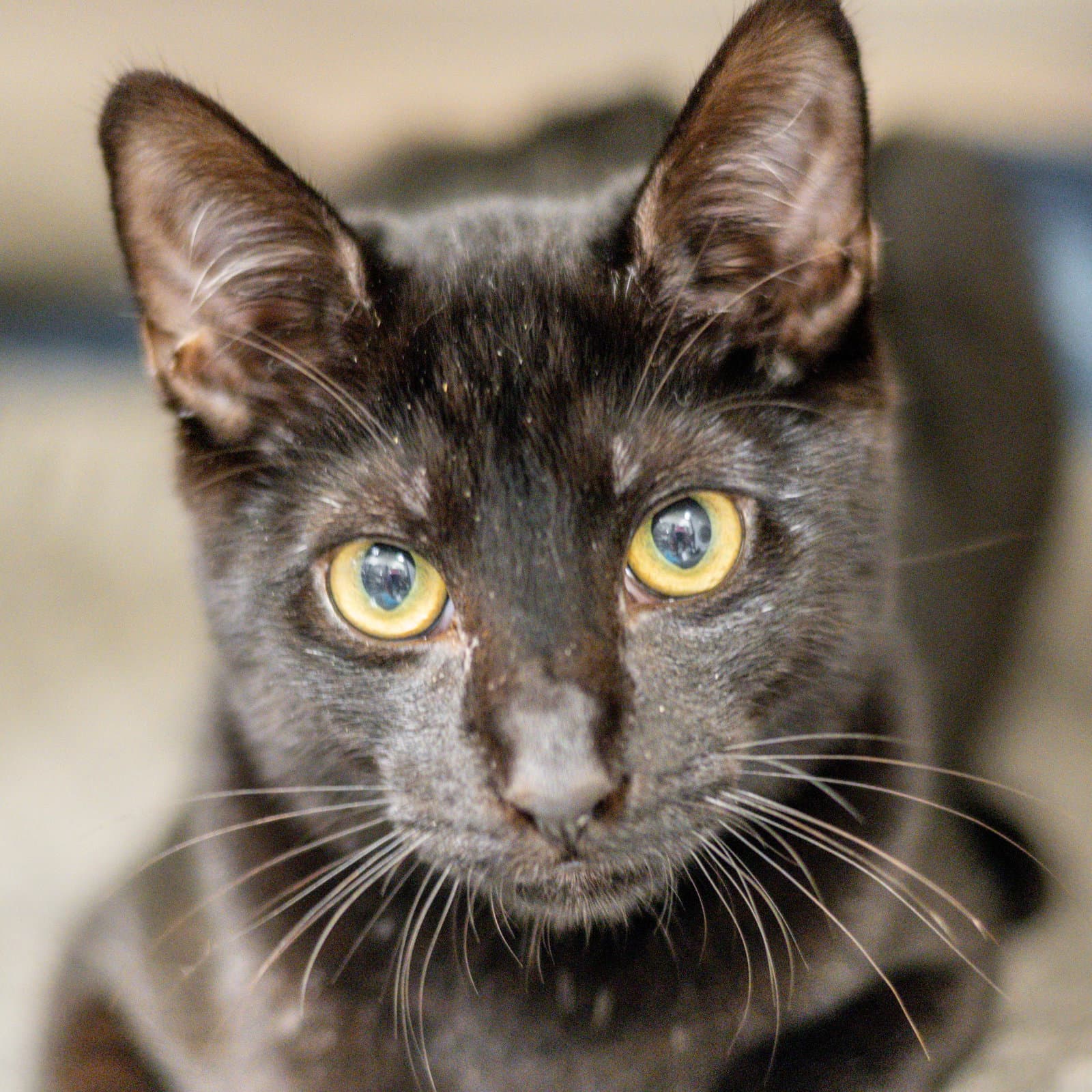 Maurice - Domestic Short Hair