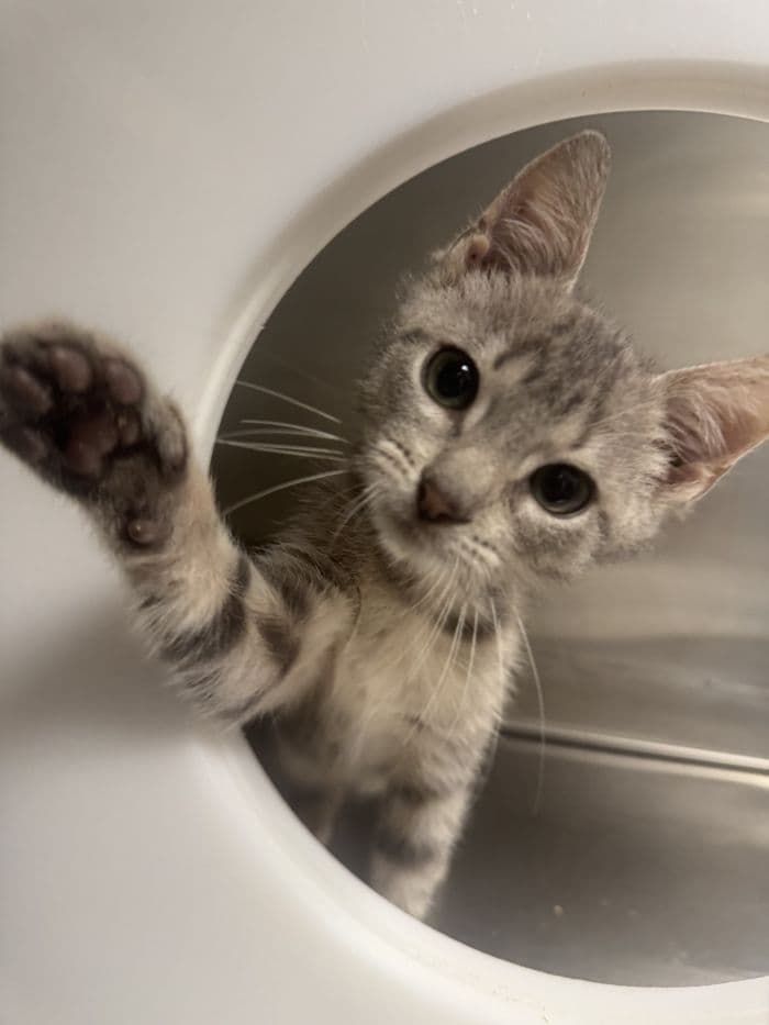 Nova - Domestic Short Hair