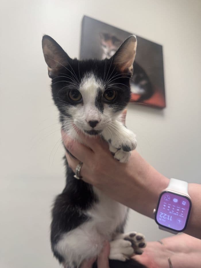 Marrow - Domestic Short Hair