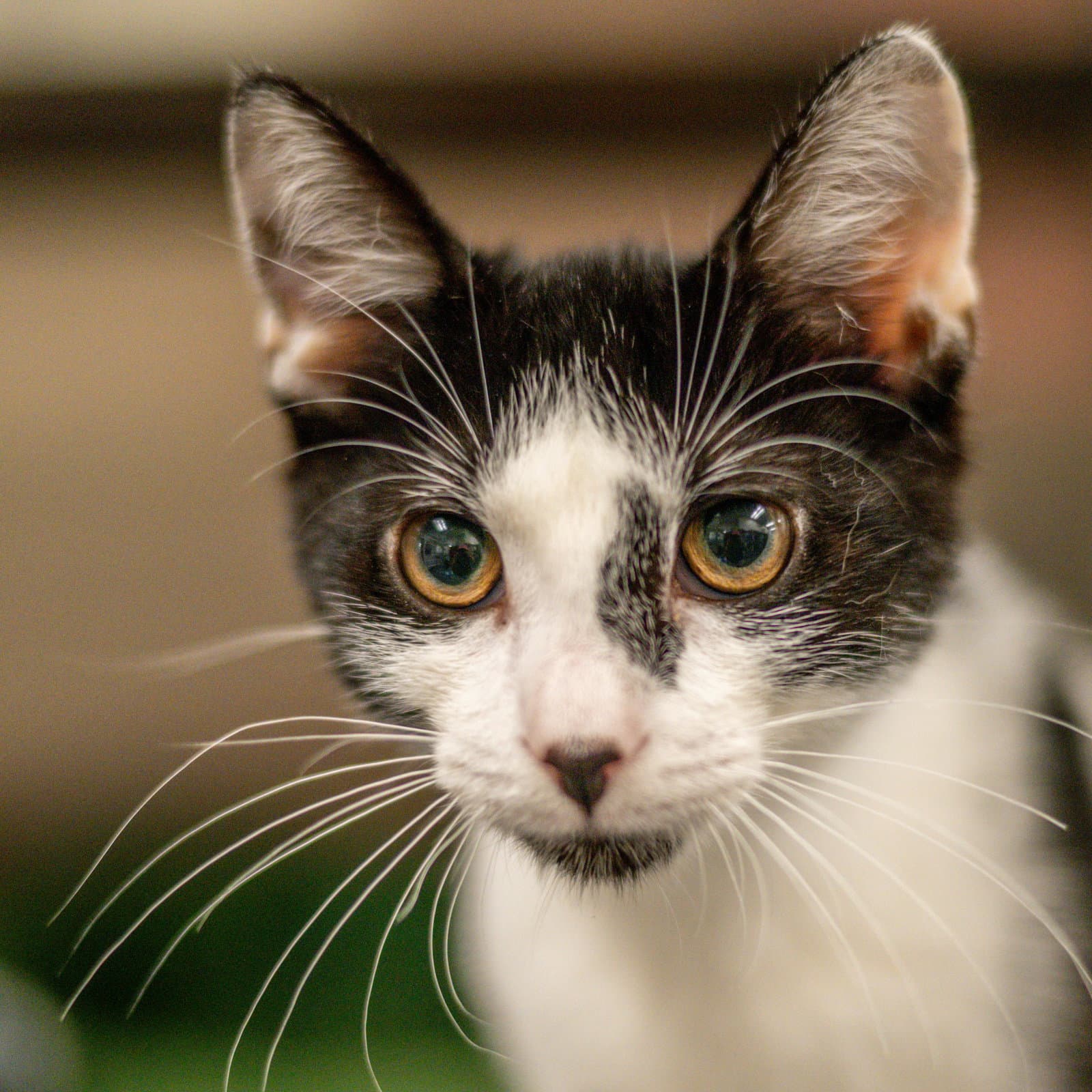 Marrow - Domestic Short Hair