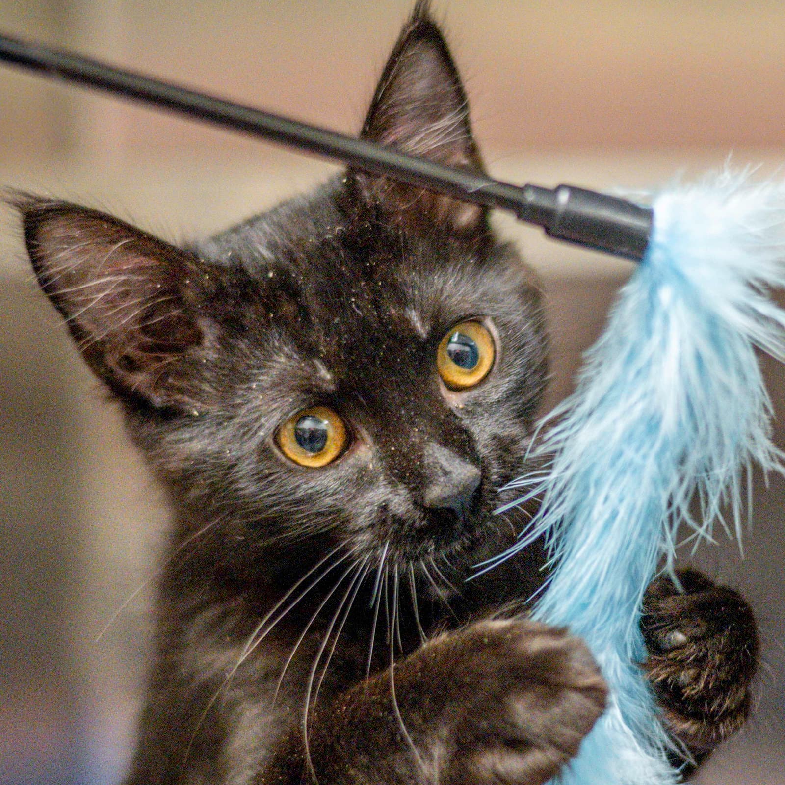 Hermes - Domestic Short Hair
