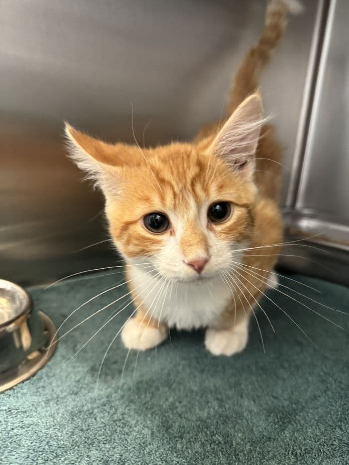 Dutch - Domestic Medium Hair