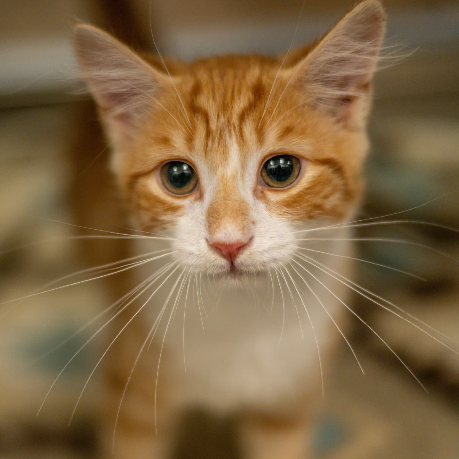 Dutch - Domestic Medium Hair