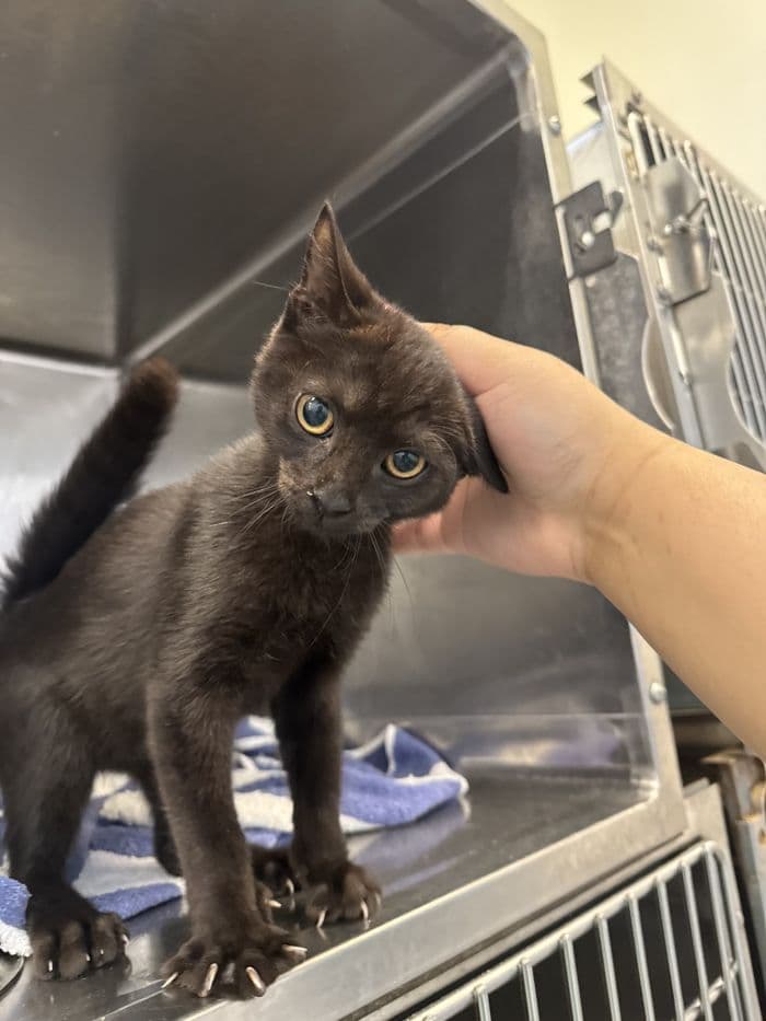 Homer - Domestic Short Hair