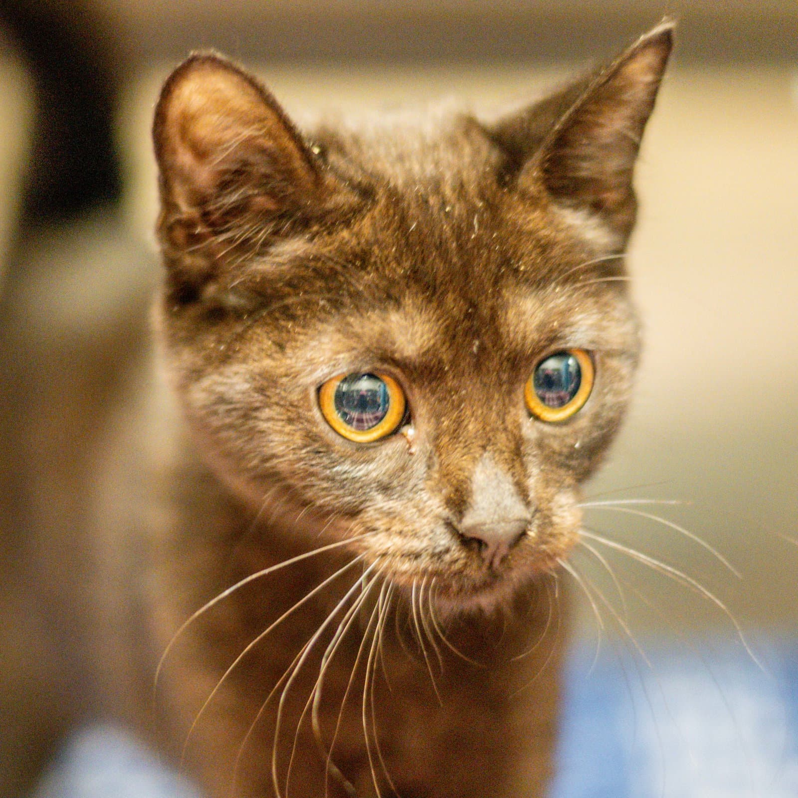 Homer - Domestic Short Hair