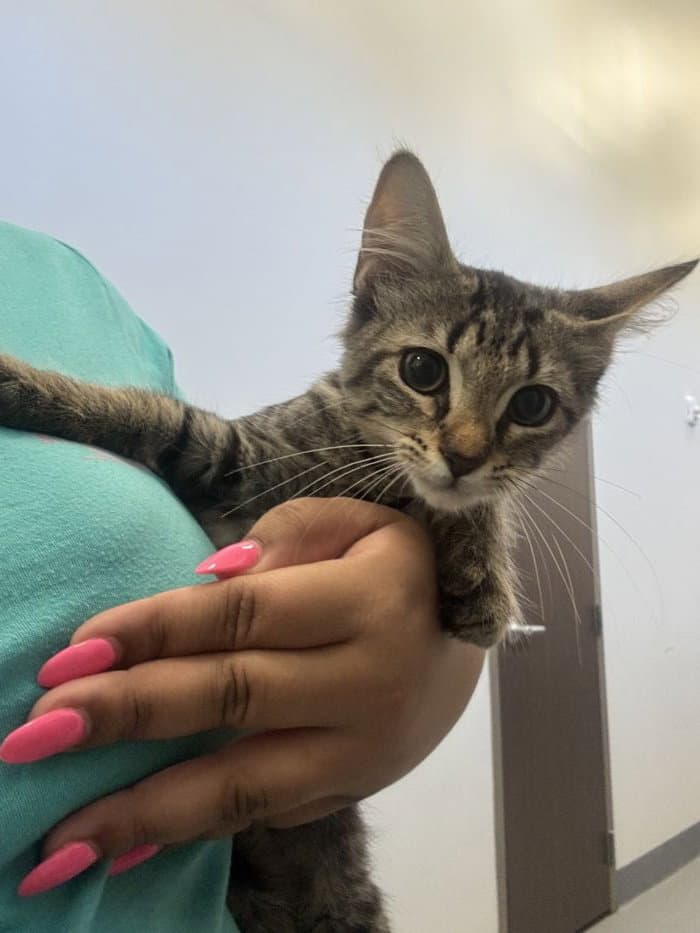 Calypso - Domestic Short Hair