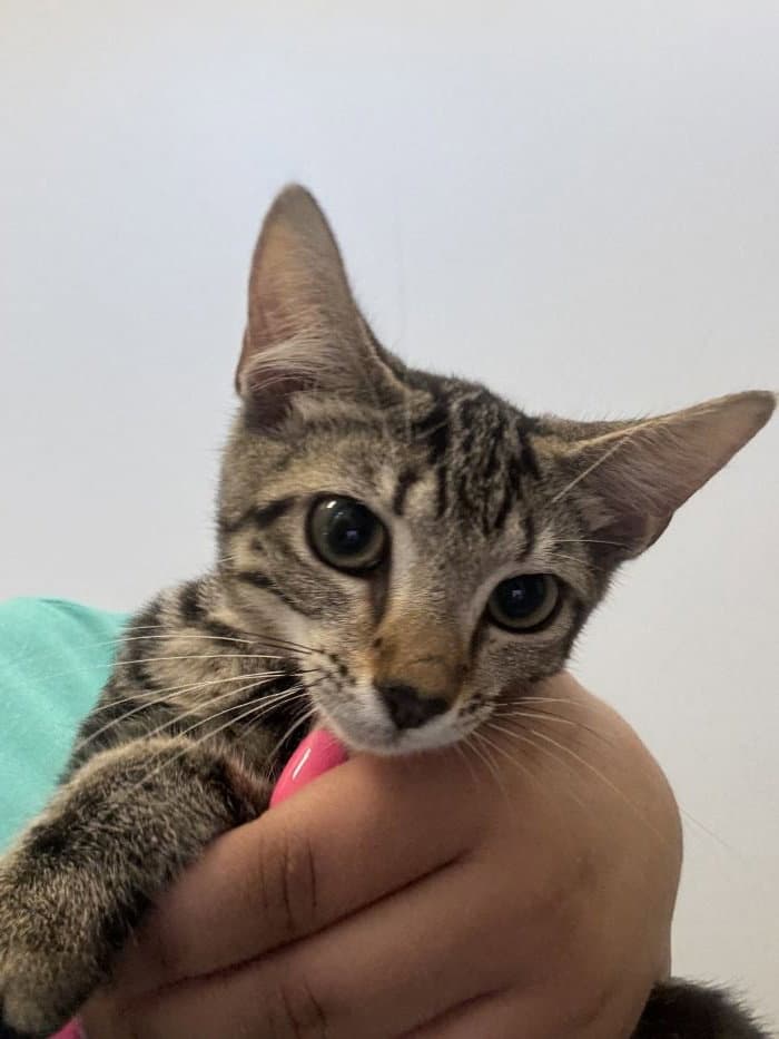 Circe - Domestic Short Hair