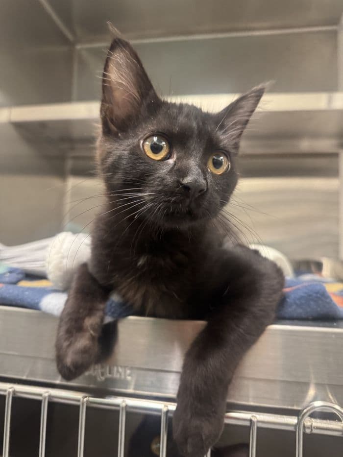Scylla - Domestic Short Hair