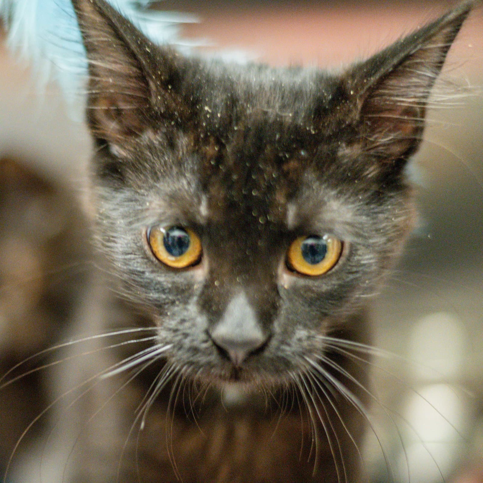 Scylla - Domestic Short Hair