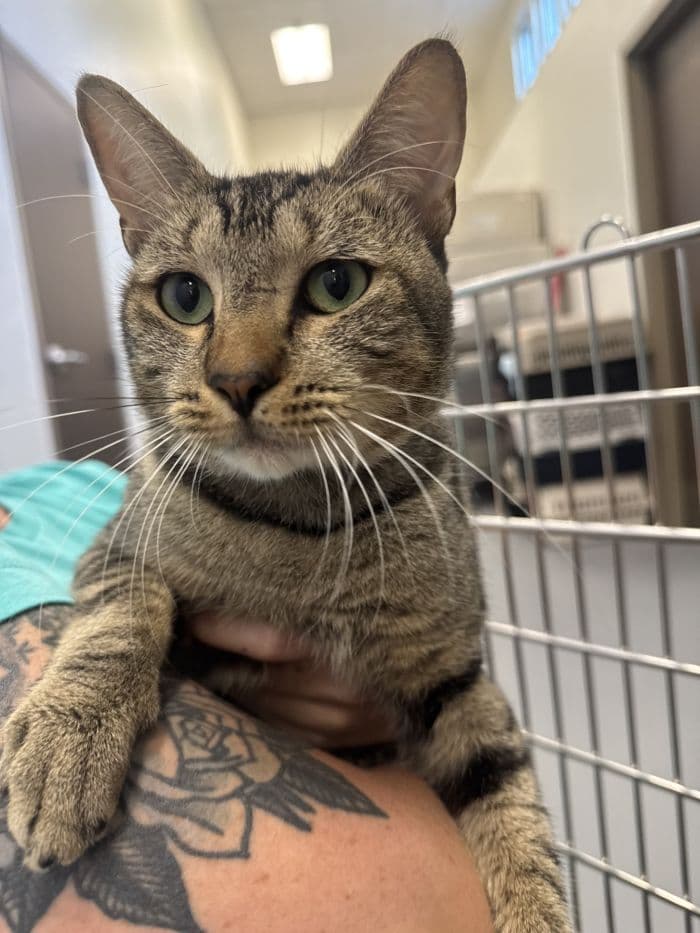 Clark Kent - Domestic Short Hair