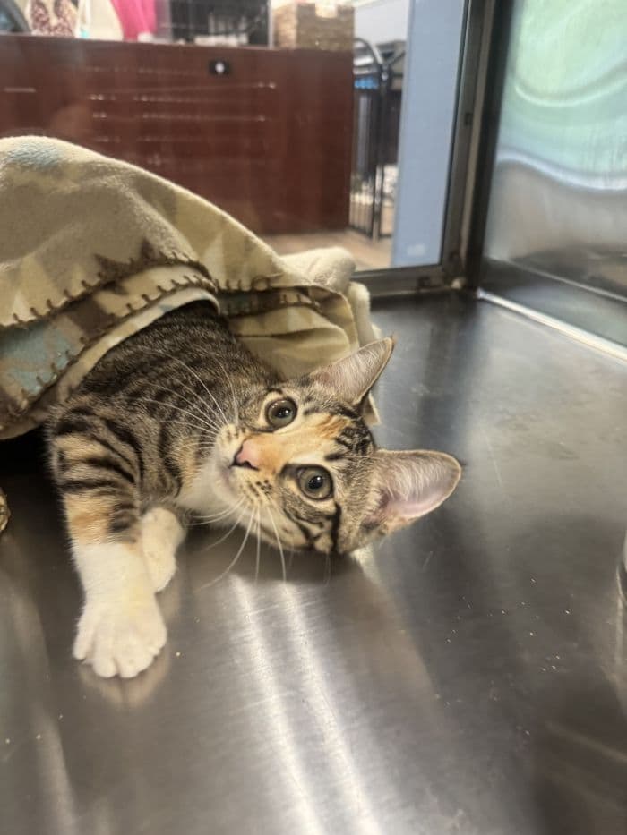 Phrenia - Domestic Short Hair