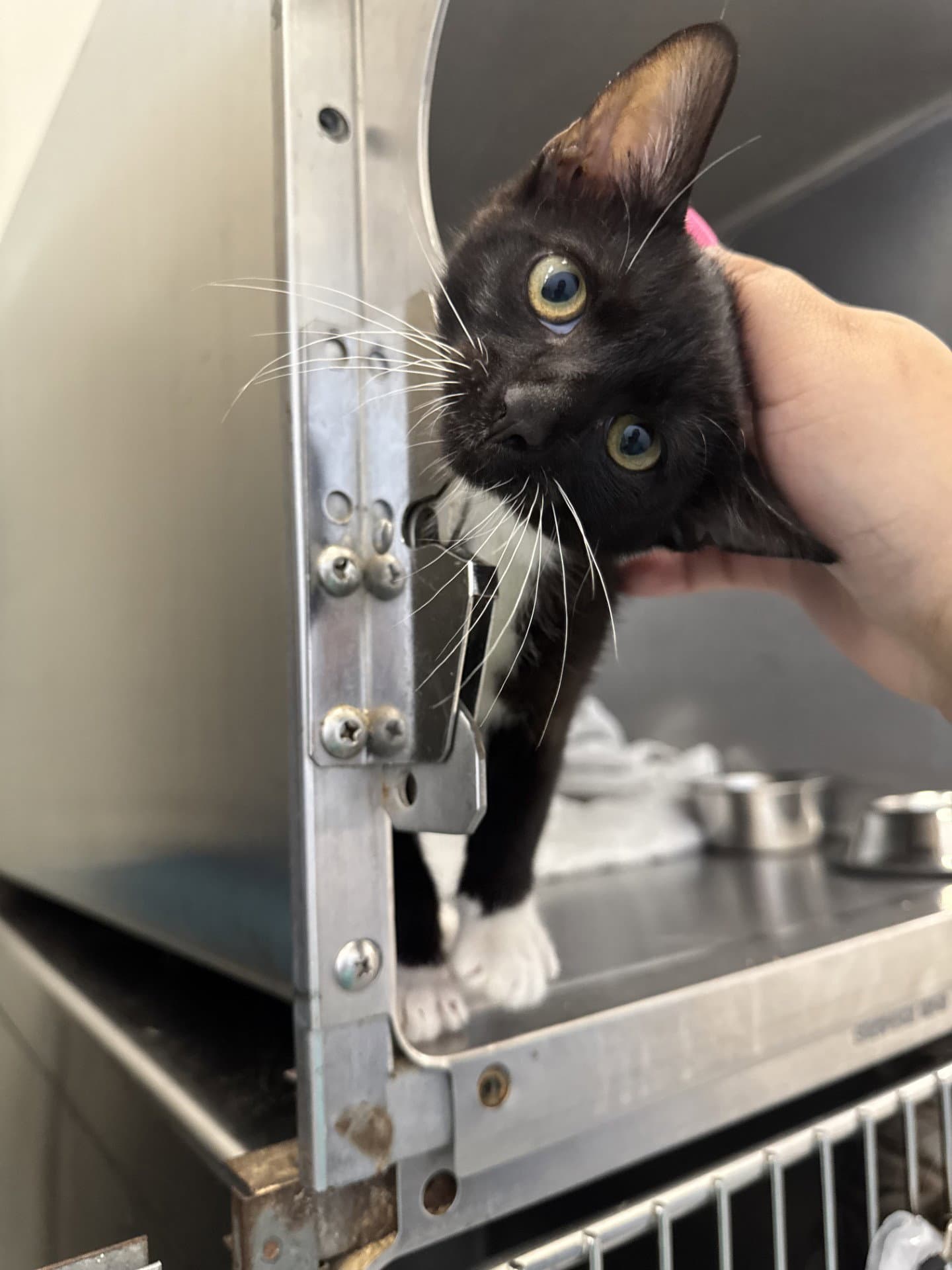 Franklin - Domestic Short Hair