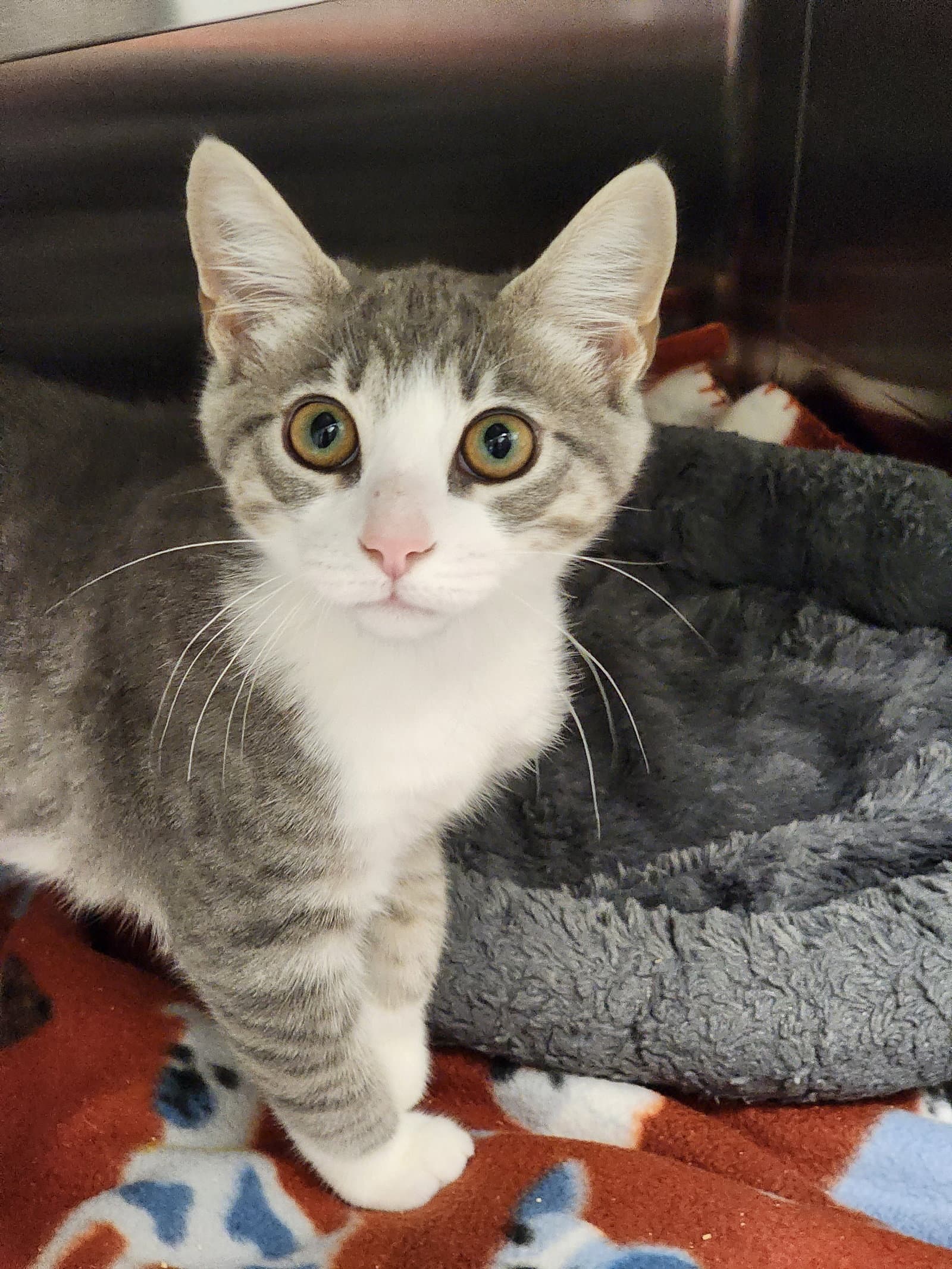 Bronwyn - Domestic Short Hair