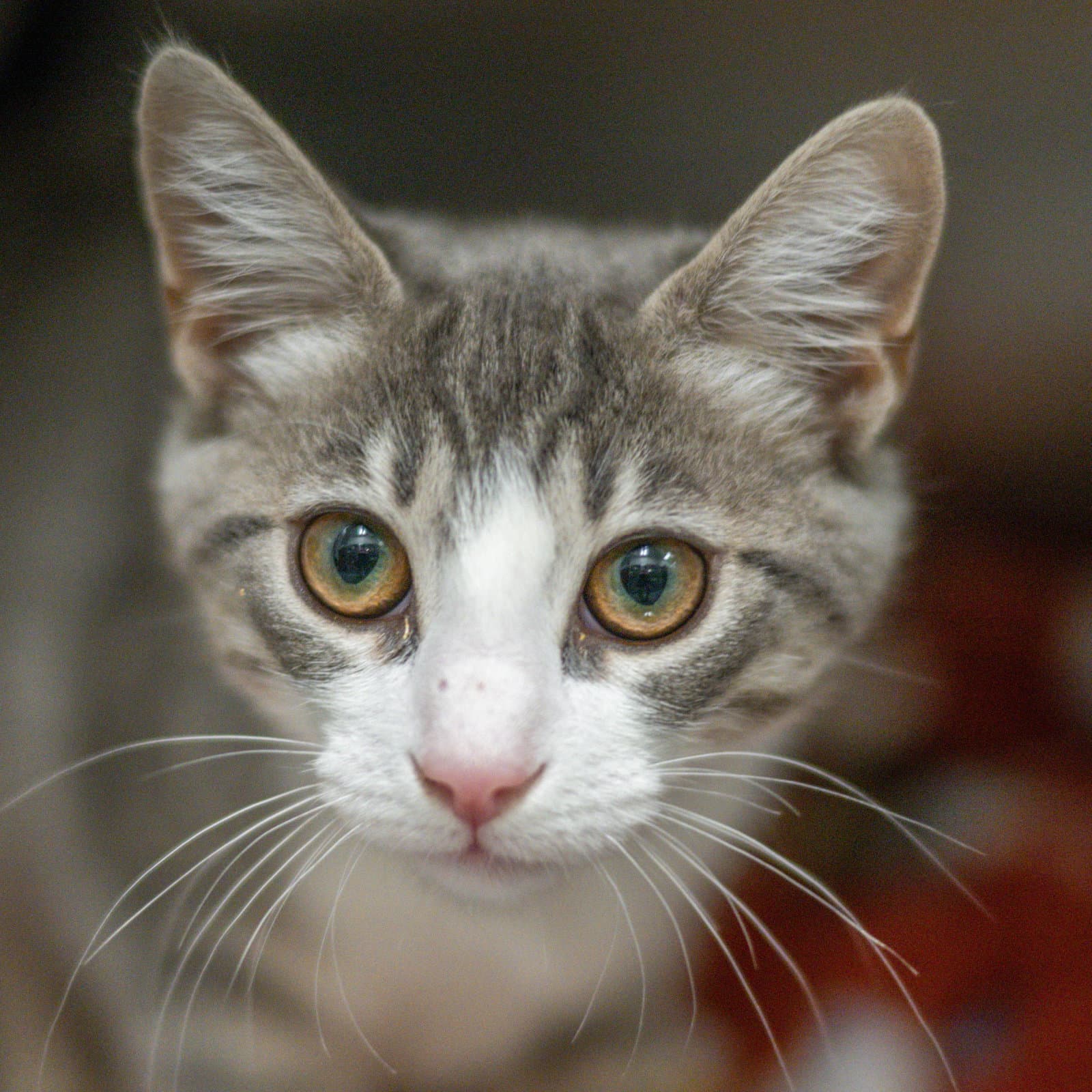 Bronwyn - Domestic Short Hair