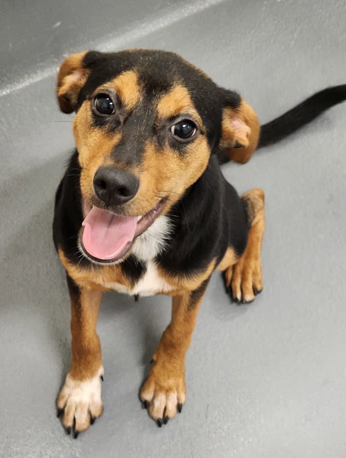 Marta - Entlebucher