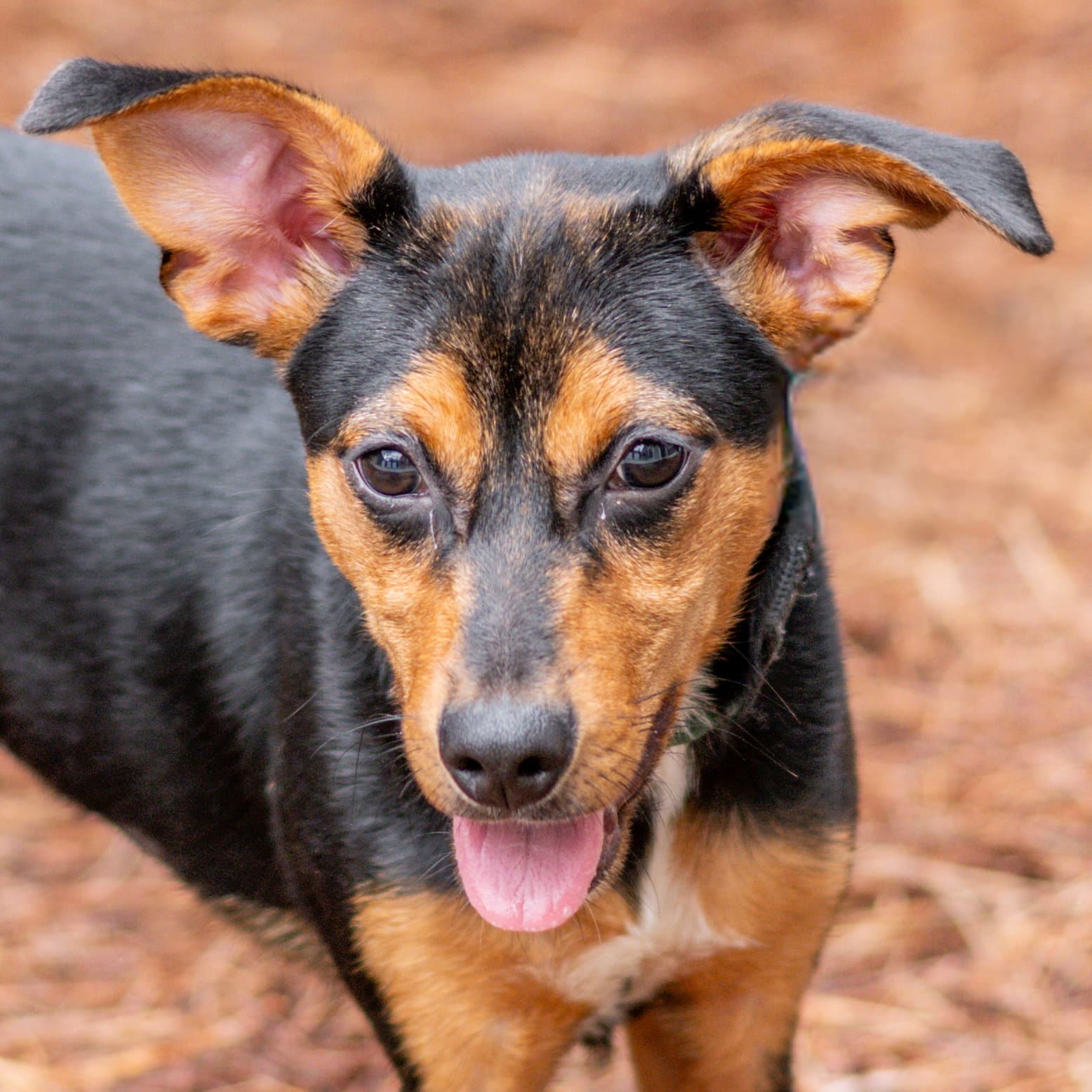 Marta - Entlebucher