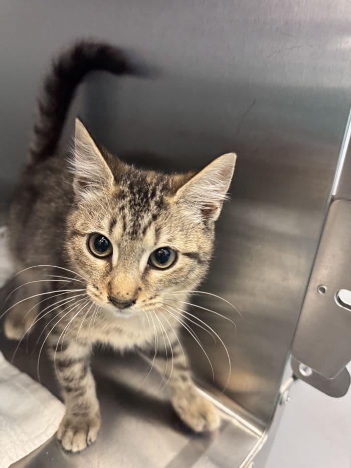Janette - Domestic Short Hair
