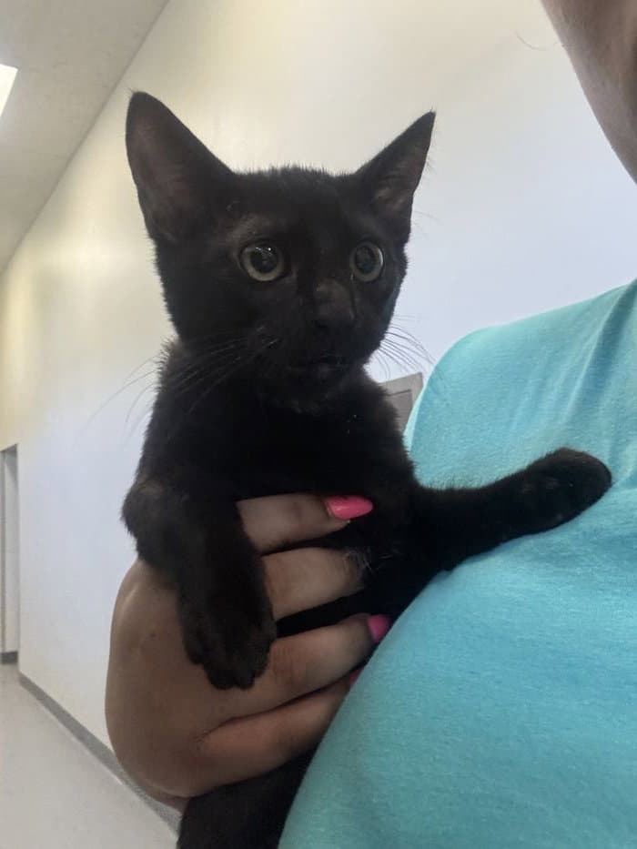Cauldron - Domestic Short Hair