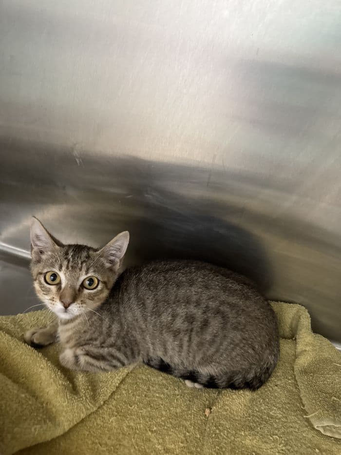 Hopper - Domestic Short Hair